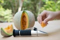 measures the sugar content of the organic melon with Brix refractometer