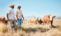 Farmer, men and team, cow and agriculture with livestock, sustainability and agro business in countryside. People in