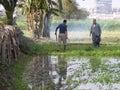 Farmer men in traditional wear harvest seeds, country life