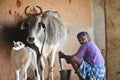 Farmer milking a cow in a village in India