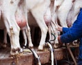 Farmer milking goats Royalty Free Stock Photo