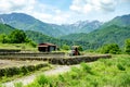 Farmer with mini tractor in terraced rice field in beautiful landscape of Honshu Island with snow on mountains of Alps , Japan Royalty Free Stock Photo