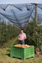 Farmer in modern apple orchard