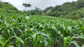 Farmer in the mountain Royalty Free Stock Photo