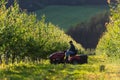 Farmer mowing grass between fruit trees on small tractor. Royalty Free Stock Photo