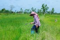 A farmer mowing weed grass with knife.