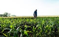 farmer near corn field analysing crops Royalty Free Stock Photo