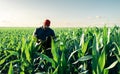 farmer near corn field analyzing crops Royalty Free Stock Photo