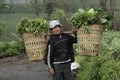 Farmer near Mount Bromo