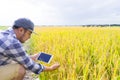 Farmer new generation using tablet computer for research and studying the development of rice field to increase productivity.