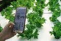 Farmer observing some charts growth vegetable filed in mobile phone, hydroponic eco organic modern smart farm 4.0 technology conce