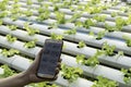 Farmer observing some charts growth vegetable filed in mobile phone, hydroponic eco organic modern smart farm 4.0 technology conce