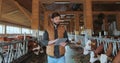 Farmer in orange vest using tablet computer in modern dairy farm facility cowshed. Agribusiness owner checking data hold Royalty Free Stock Photo