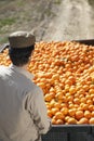 Farmer With Oranges Trailer In Field Royalty Free Stock Photo