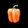 orange sweet bell pepper watercolor illustration on black back Royalty Free Stock Photo