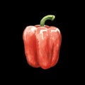 red sweet bell pepper watercolor illustration on black back Royalty Free Stock Photo