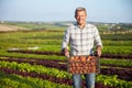 Farmer With Organic Tomato Crop On Farm Royalty Free Stock Photo