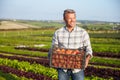 Farmer With Organic Tomato Crop On Farm