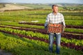 Farmer With Organic Tomato Crop On Farm