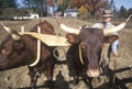 Farmer with Oxen at Old Sturbridge, Historical town in MA