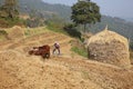 Farmer and Oxen Plow Field, Bhutan
