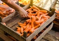 The farmer packs the fresh crop of carrots into bags for sale. Freshly harvested carrot. Harvesting organic vegetables. Royalty Free Stock Photo