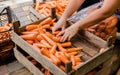 The farmer packs the fresh crop of carrots into bags for sale. Freshly harvested carrot. Harvesting organic vegetables. Royalty Free Stock Photo