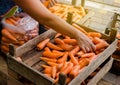 The farmer packs the fresh crop of carrots into bags for sale. Freshly harvested carrot. Harvesting organic vegetables.