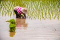 Farmer is paddling the rice from bunch in paddy fields. Asian agriculture.