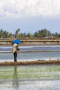 Farmer at Paddy Field Royalty Free Stock Photo