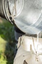 Farmer passes the milk through the strainer, the old way of cleaning milk from dirt