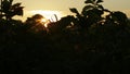 Farmer passes near Potato Haulm Tops on sunset background