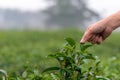 The farmer people form indian Asian woman working and picking tea leaf after the rain in farm tea plantation agriculture Royalty Free Stock Photo