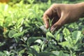 The farmer people picking tea leaf in farm tea plantation agriculture. Fresh nature background