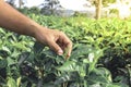 The farmer people picking tea leaf in farm tea plantation agriculture. Fresh nature background