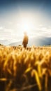 farmer person in the wheat field, backlight scene Royalty Free Stock Photo