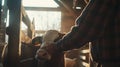 Farmer petting cow in rustic barn, sunset glow Royalty Free Stock Photo