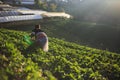 Farmer pick strawberry in the morning