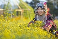 Farmer pick yellow flower Chrysanthemum or Dendranthema indicum