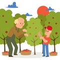 Farmer picking apple harvest to baskets banner vector illustration. Young and old male character harvesting ripe fruit