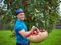 Farmer picking apples in a basket