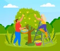 Farmer picking apples from the tree vector illustration. Man and woman harvesting ripe apples Royalty Free Stock Photo