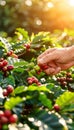 Farmer picking arabica or robusta coffee berries in agricultural field for harvest