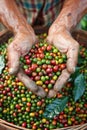 Farmer picking arabica or robusta coffee berries in agricultural harvest, hand selecting fresh beans