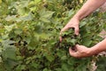 Farmer picking black currants from a bush in the garden Royalty Free Stock Photo