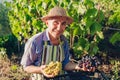 Farmer picking crop of grapes on ecological farm. Happy senior man holding green and blue grapes Royalty Free Stock Photo