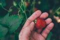 Farmer picking fresh organic homegrown strawberry