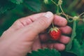 Farmer picking fresh organic homegrown strawberry