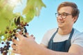 Farmer picking fresh red grapes off plant in vineyard. Young man standing alone and cutting crops and produce to examine Royalty Free Stock Photo