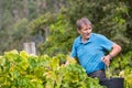 Farmer picking grapes during harvest at a vineyard in Bouro, Portugal.